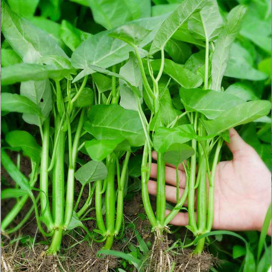 Vegetable Seeds Varieties for Home Garden Planting
