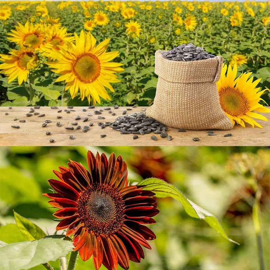 10-Pack Sunflower Seed Variety Mix – Heirloom Flower Seeds for Home Gardens
