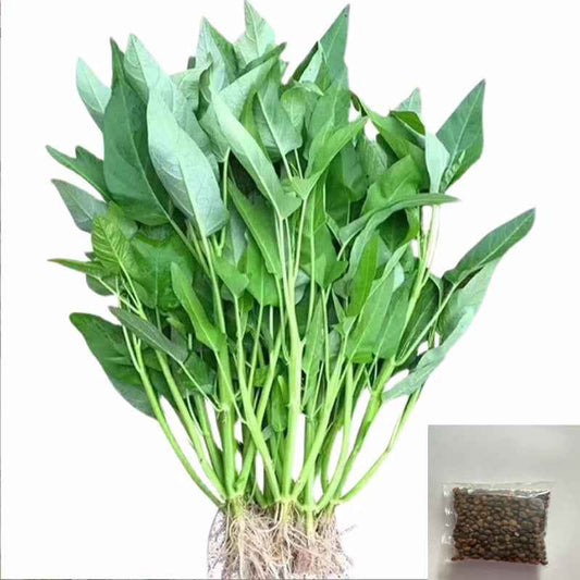 Vegetable Seeds Varieties for Home Garden Planting