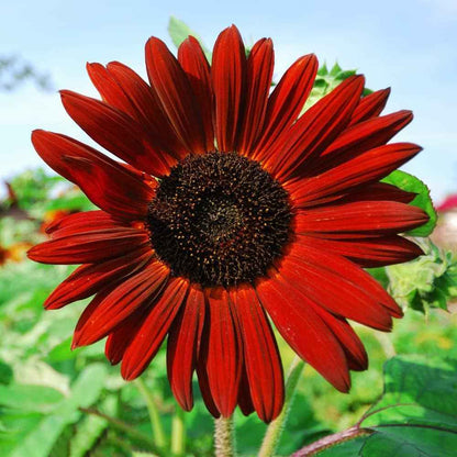 10-Pack Sunflower Seed Variety Mix – Heirloom Flower Seeds for Home Gardens