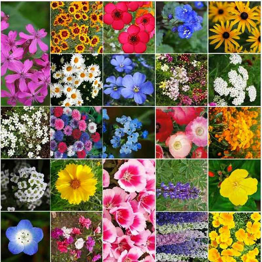 5-Color Mixed Climbing Flower Seeds – Heirloom Garden Seed Collection