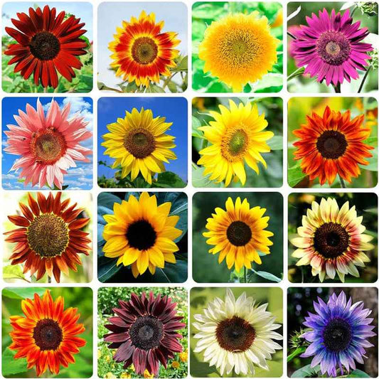 10-Pack Sunflower Seed Variety Mix – Heirloom Flower Seeds for Home Gardens