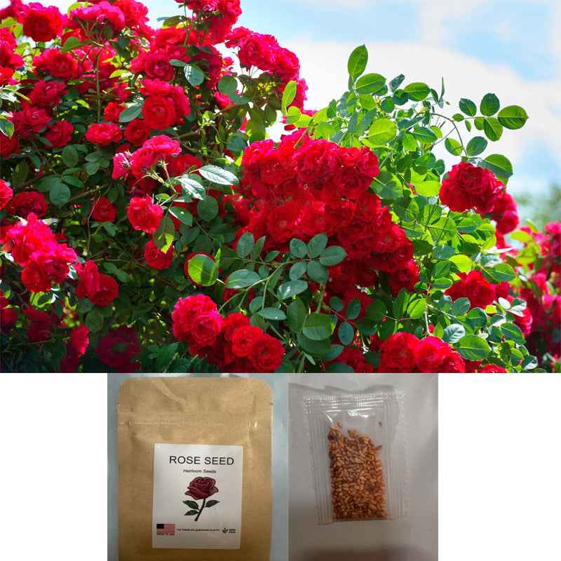 300+ Rare Red Rose Seeds for Planting – Heirloom Flower Seeds